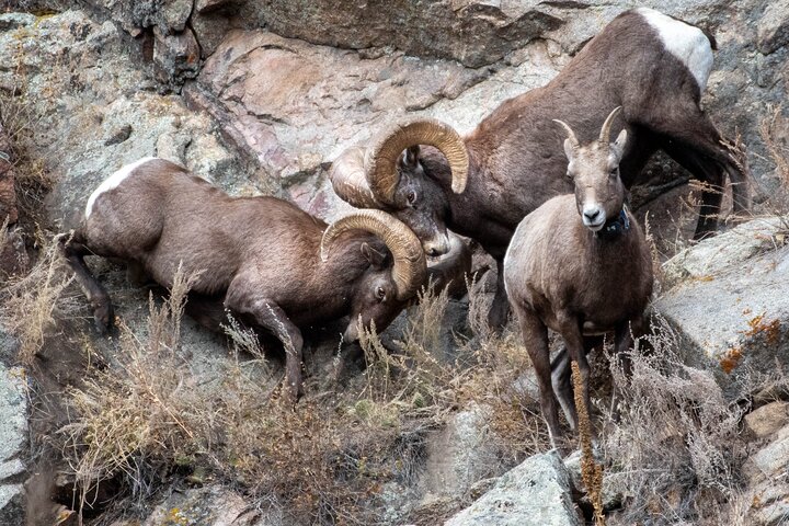 Private Geology Tour in Rocky Mountain National Park