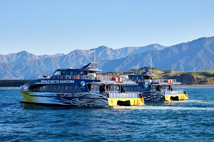 Whale Watching in Kaikoura by Boat