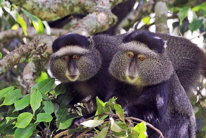 Walking Safari, Canoe & Game Drive – Arusha National Park