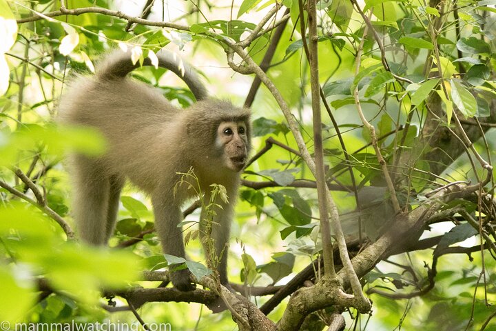 Walking Safari, Canoe & Game Drive – Arusha National Park