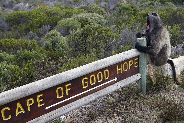 Cape of Good Hope and Boulders Penguins Day Tour from Cape Town