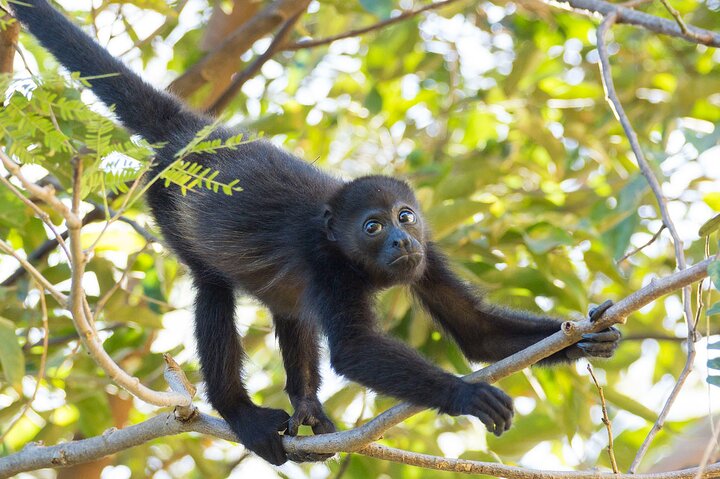 Samara Sloth Hiking & Butterfly Garden