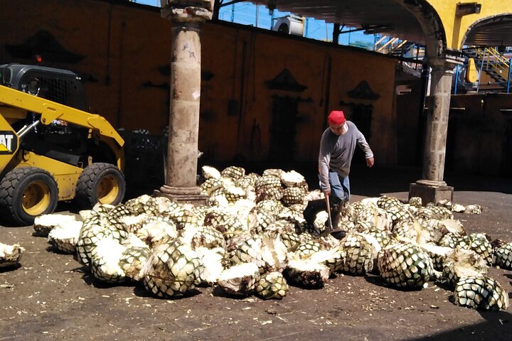 José Cuervo Tequila Tour & Agave Fields from Guadalajara