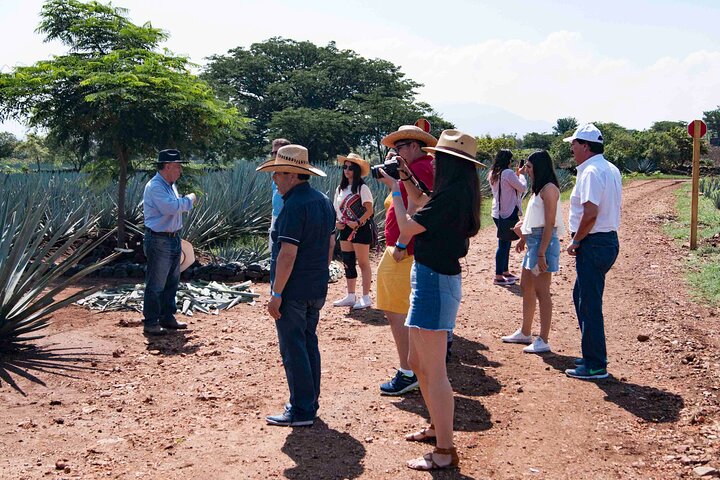José Cuervo Tequila Tour & Agave Fields from Guadalajara