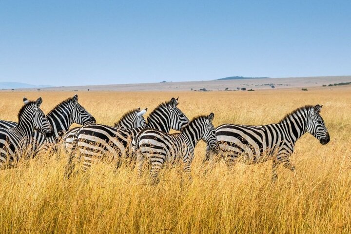 Full Day Isimangaliso Wetlands Park -Croc & Hippo &Game Fr Durban