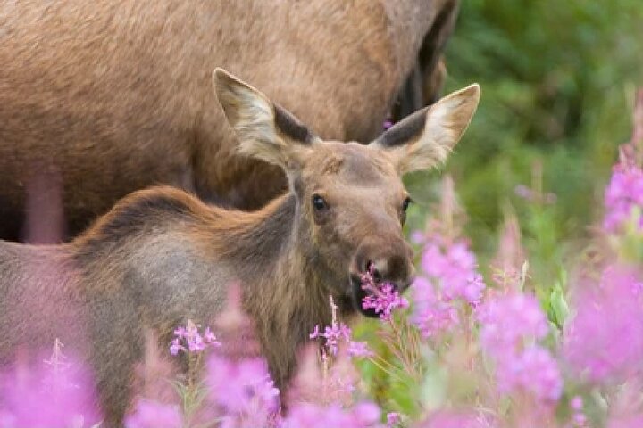 From Jackson Hole: Yellowstone Old Faithful, Waterfalls and Wildlife Day Tour