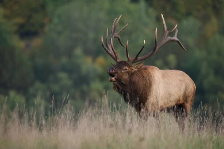From Jackson Hole: Yellowstone Old Faithful, Waterfalls and Wildlife Day Tour