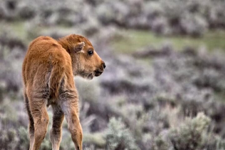 From Jackson Hole: Yellowstone Old Faithful, Waterfalls and Wildlife Day Tour