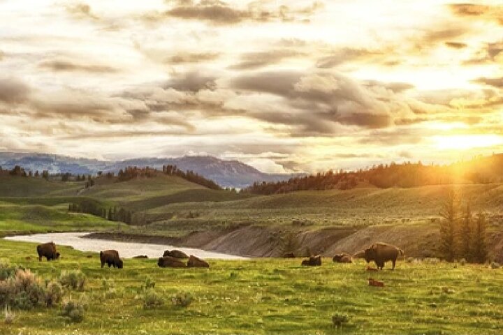 From Jackson Hole: Yellowstone Old Faithful, Waterfalls and Wildlife Day Tour