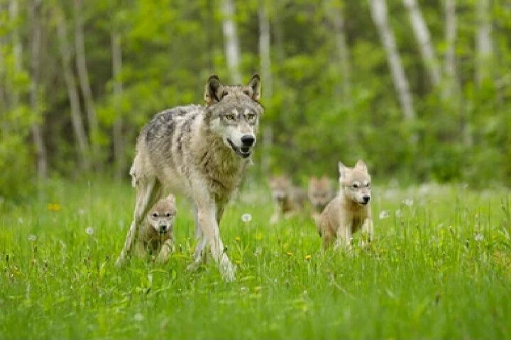 From Jackson Hole: Yellowstone Old Faithful, Waterfalls and Wildlife Day Tour