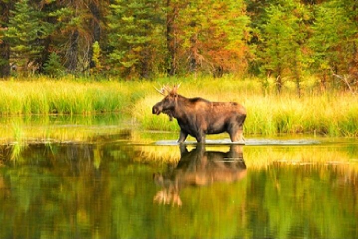 From Jackson Hole: Yellowstone Old Faithful, Waterfalls and Wildlife Day Tour
