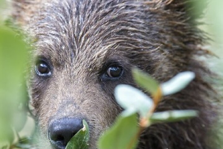 From Jackson Hole: Yellowstone Old Faithful, Waterfalls and Wildlife Day Tour