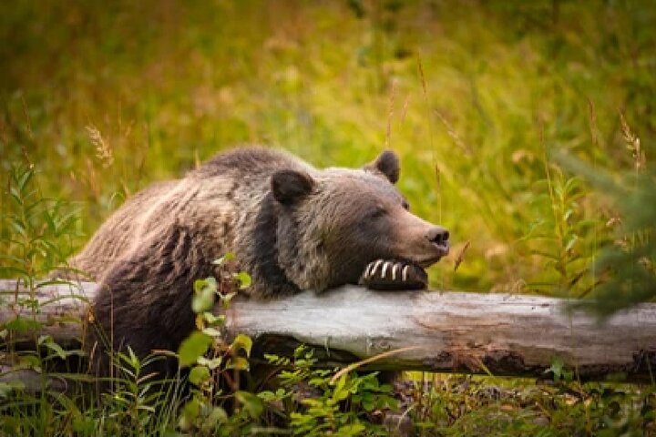 From Jackson Hole: Yellowstone Old Faithful, Waterfalls and Wildlife Day Tour