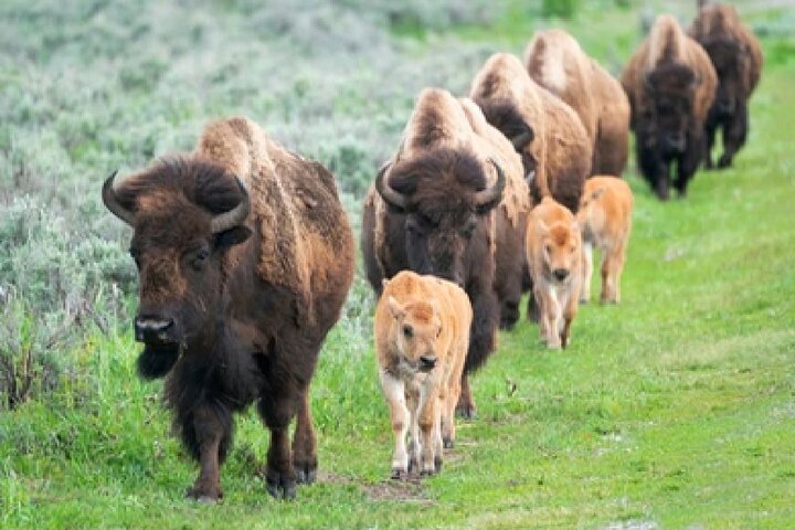 From Jackson Hole: Yellowstone Old Faithful, Waterfalls and Wildlife Day Tour
