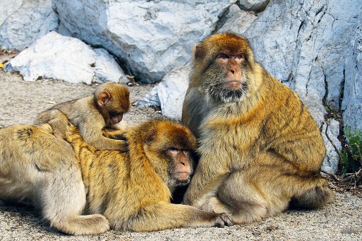 Rock Tour in Gibraltar by Bus with Tickets