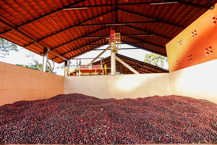 Classic Coorg Coffee Plantation experience