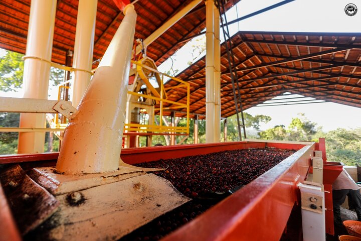 Classic Coorg Coffee Plantation experience