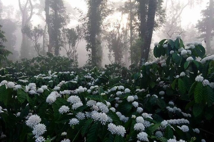 Classic Coorg Coffee Plantation experience