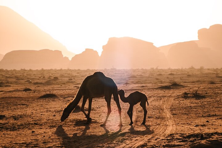 Full day Jeep Tour in Wadi Rum desert