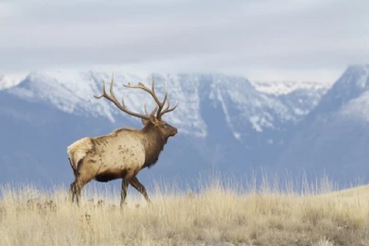 From Jackson Hole: Yellowstone Old Faithful, Waterfalls and Wildlife Day Tour
