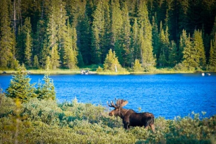 From Jackson Hole: Yellowstone Old Faithful, Waterfalls and Wildlife Day Tour