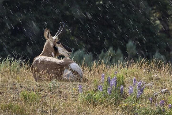 From Jackson Hole: Yellowstone Old Faithful, Waterfalls and Wildlife Day Tour