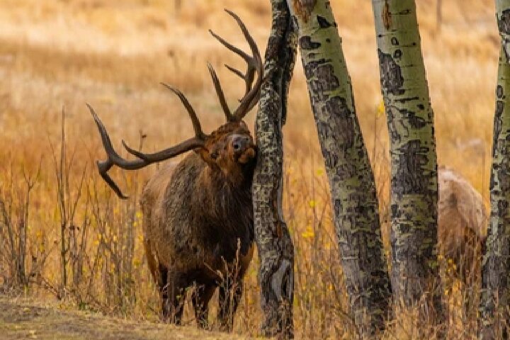 From Jackson Hole: Yellowstone Old Faithful, Waterfalls and Wildlife Day Tour