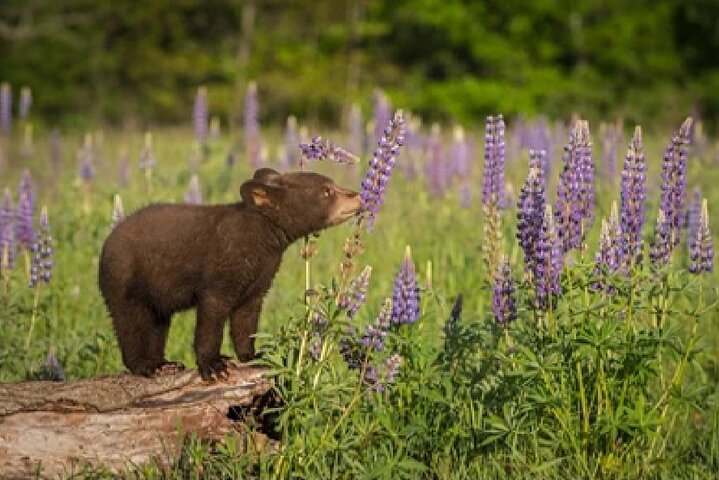 From Jackson Hole: Yellowstone Old Faithful, Waterfalls and Wildlife Day Tour