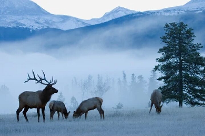 From Jackson Hole: Yellowstone Old Faithful, Waterfalls and Wildlife Day Tour