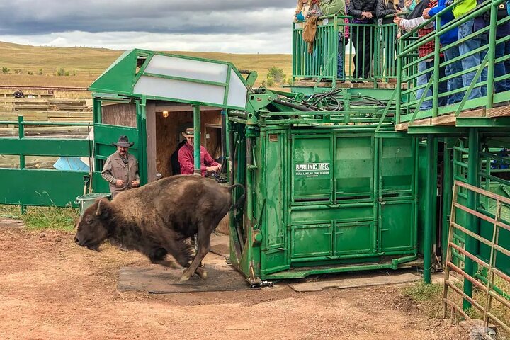 2026 - Sept 25th - Custer Buffalo Roundup and Corrals