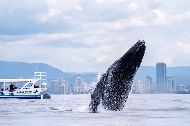 Gold Coast Whale Watching Cruise