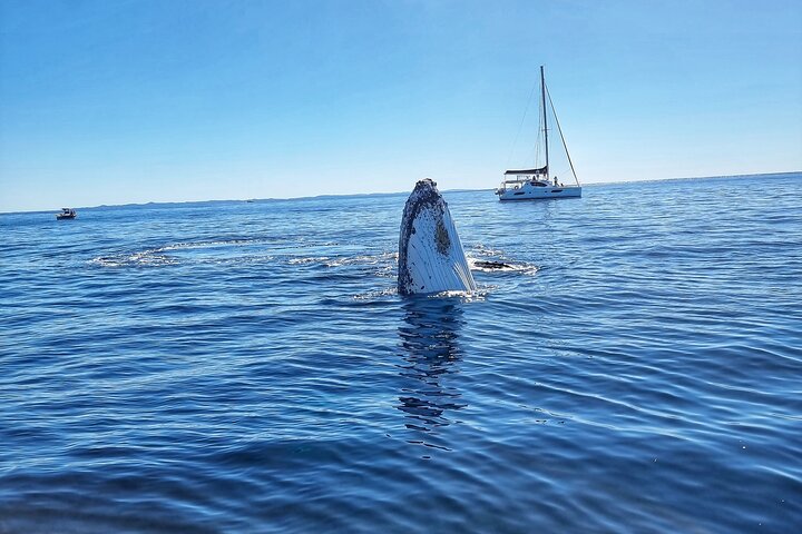 Gold Coast Whale Watching Cruise