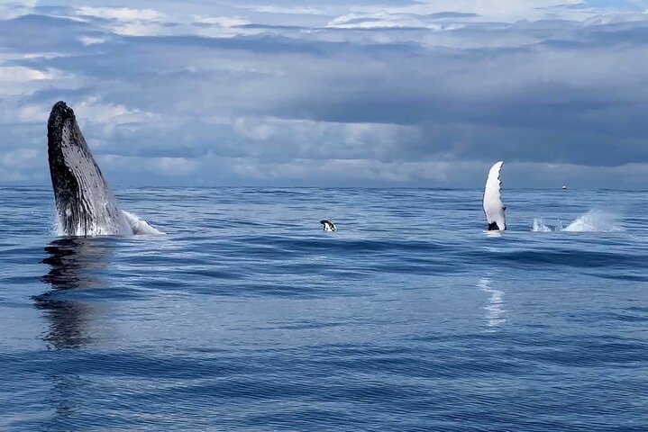 Gold Coast Whale Watching Cruise
