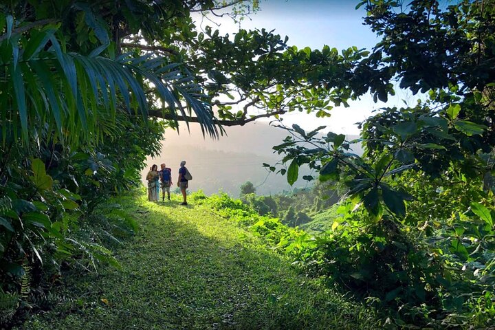 El Yunque Ziplining in Puerto Rico