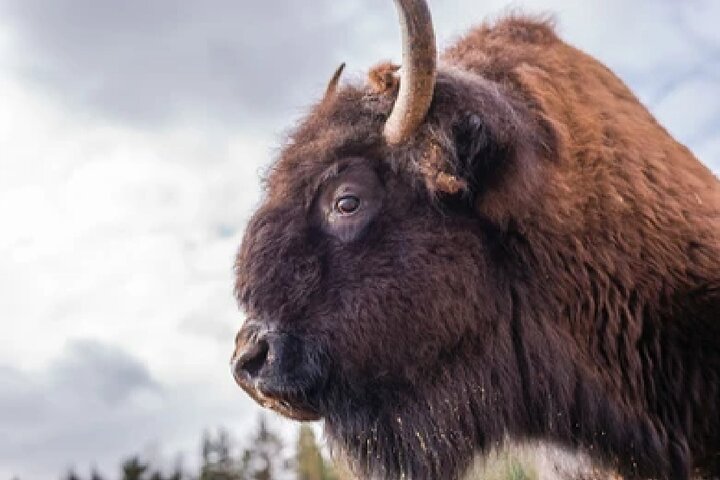 From Jackson Hole: Yellowstone Old Faithful, Waterfalls and Wildlife Day Tour