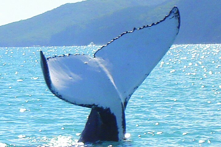 Whitsundays Day Cruise: Whitehaven Beach & Hill Inlet