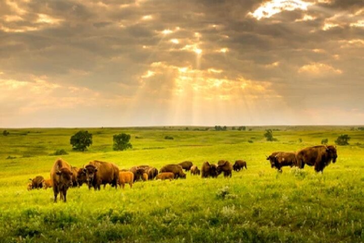 From Jackson Hole: Yellowstone Old Faithful, Waterfalls and Wildlife Day Tour