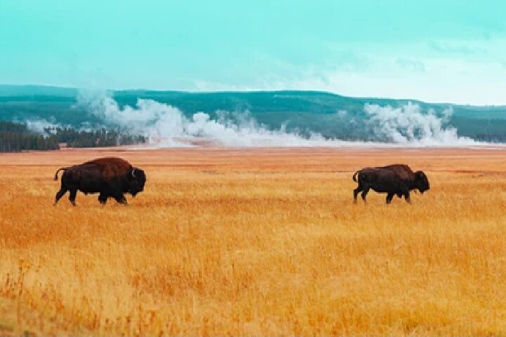 From Jackson Hole: Yellowstone Old Faithful, Waterfalls and Wildlife Day Tour