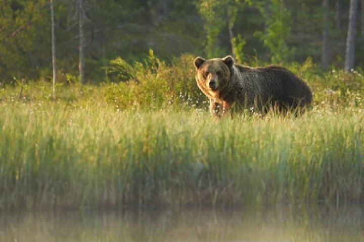 From Jackson Hole: Yellowstone Old Faithful, Waterfalls and Wildlife Day Tour