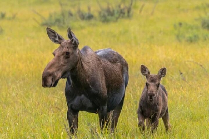 From Jackson Hole: Yellowstone Old Faithful, Waterfalls and Wildlife Day Tour
