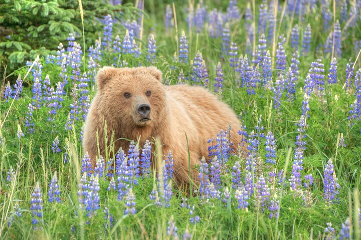 From Jackson Hole: Yellowstone Old Faithful, Waterfalls and Wildlife Day Tour