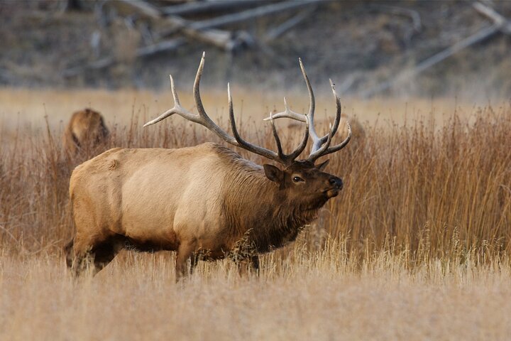 From Jackson Hole: Yellowstone Old Faithful, Waterfalls and Wildlife Day Tour