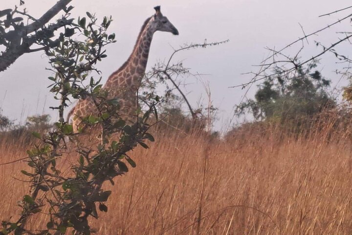 Kissama National Park Safari