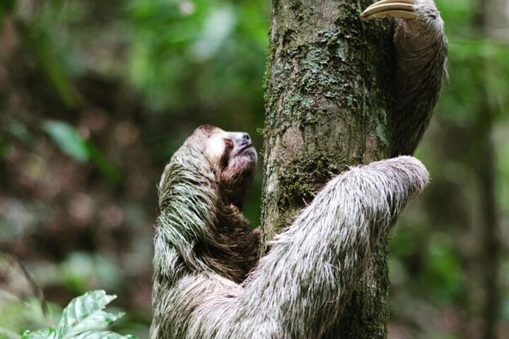 Rio Celeste Hiking, Sloth Sanctuary & Llanos de Cortes Waterfall Tour