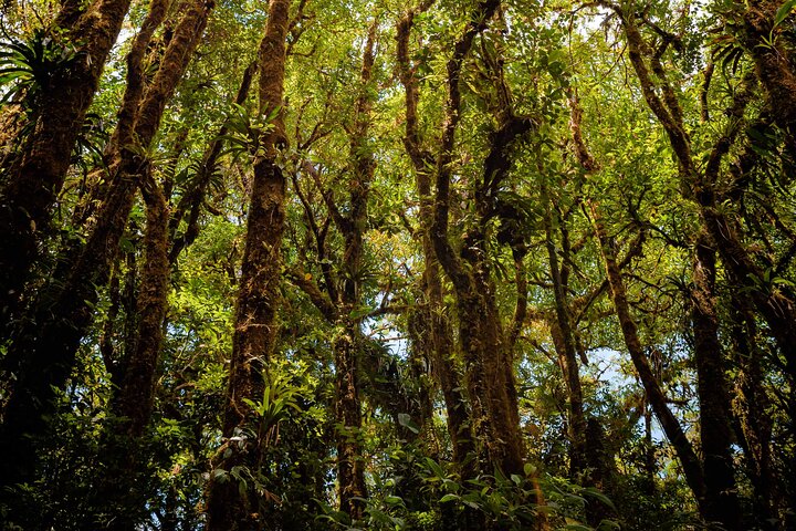 Zipline and Hanging Bridges Combo Tour in Monteverde Cloud Forest
