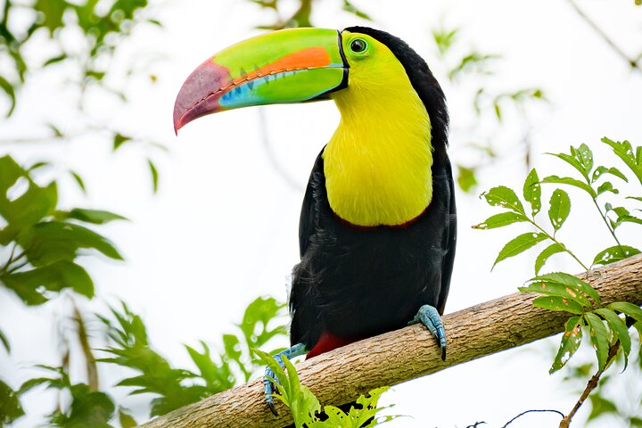 Rio Celeste Hiking, Sloth Sanctuary & Llanos de Cortes Waterfall Tour