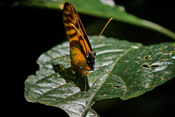 Rio Celeste Hiking, Sloth Sanctuary & Llanos de Cortes Waterfall Tour