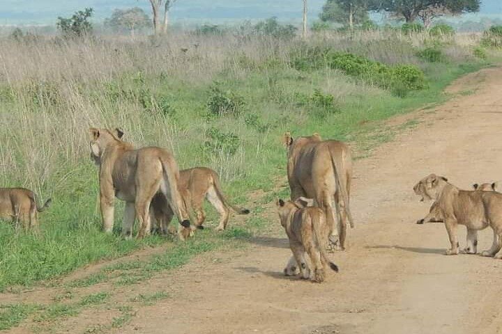 1-Day Private Safari in Mikumi from Zanzibar