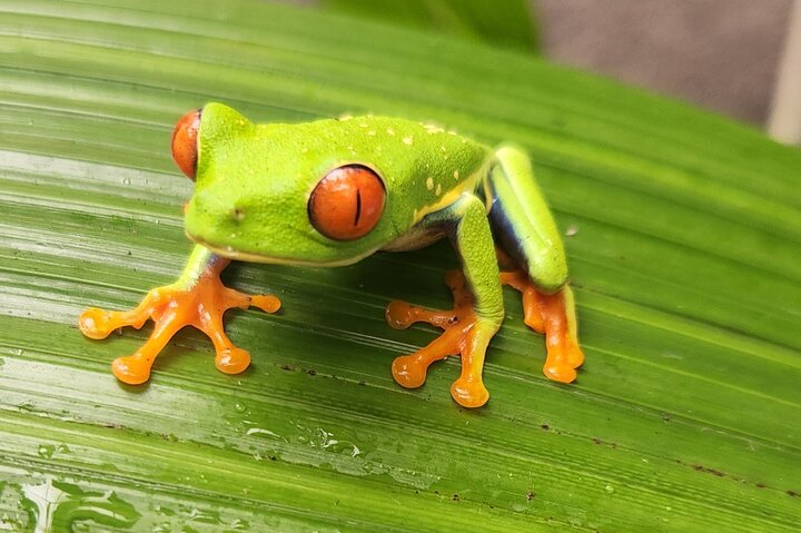 Full Day Poas Volcano, La Paz Waterfall Gardens and Coffee Plantation Experience