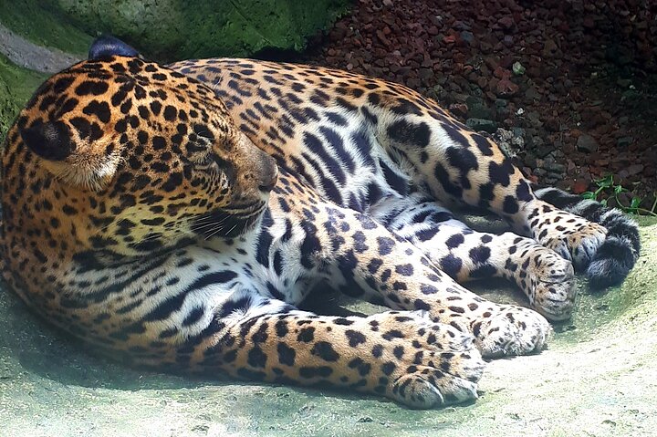 Full Day Poas Volcano, La Paz Waterfall Gardens and Coffee Plantation Experience